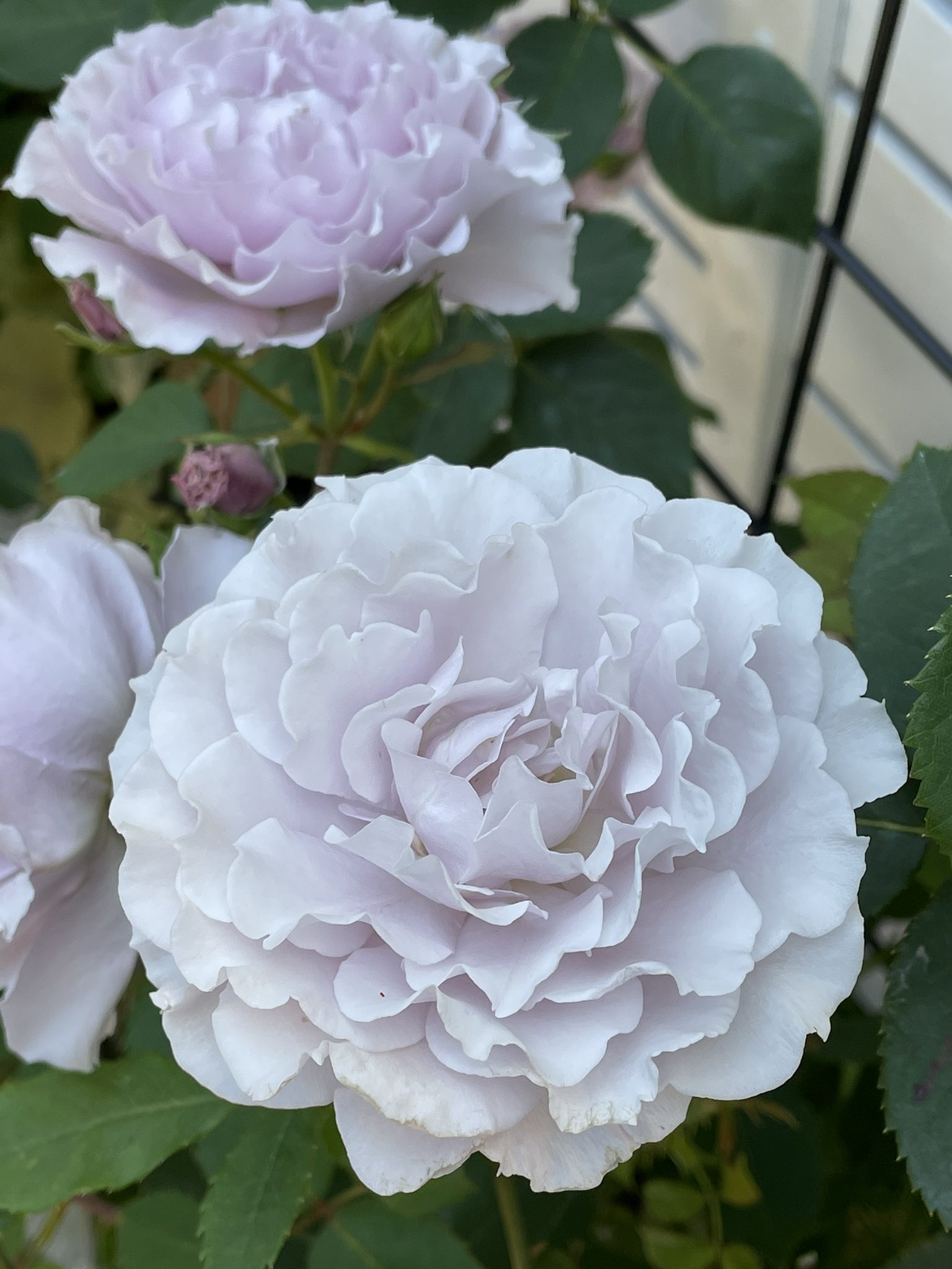 てまり リベルラ 花持ちが 半端ない 長い開花です 褪色したお色も 美しいです ᴗ ˬᴗ ꕤ 何時になったら 花がら摘みしていいか 分からないほどです 薔薇 ガーデニング T Co Foogvqdezx Twitter