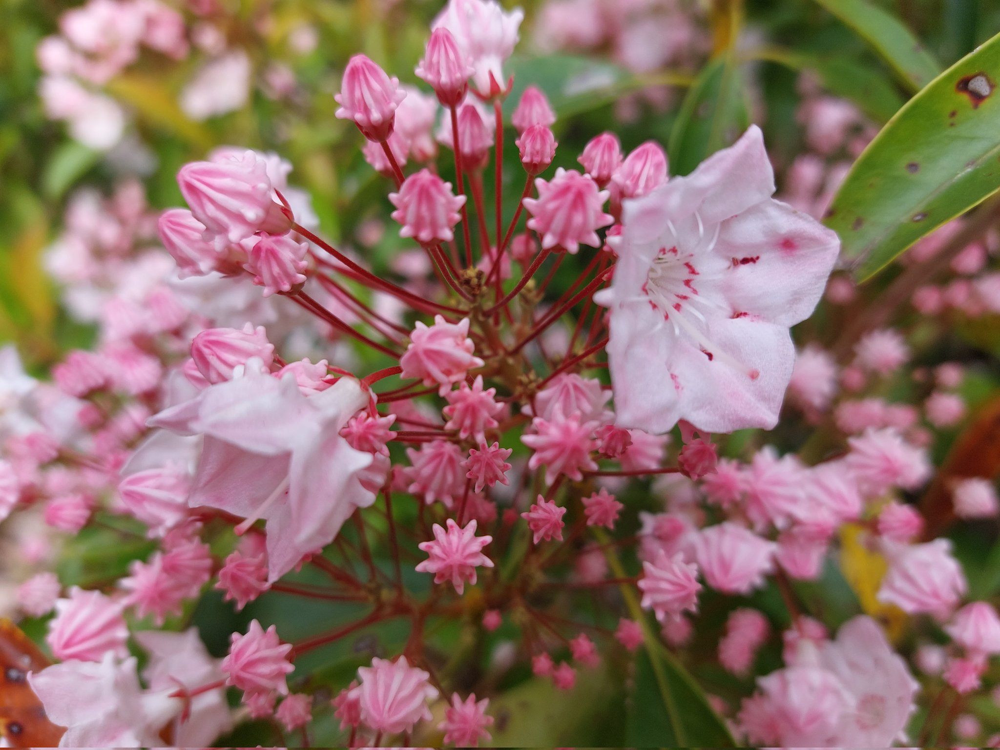 Ginzan Boyz 生野銀山 土産館の入口にあるカルミア アメリカシャクナゲ の花が開き始めました 金平糖みたいな ツボミが開くとパラソルみたいで愛らしいですね No 30 雅子 生野銀山 カルミア 銀山ボーイズ Ginzanboyz 銀の馬車道鉱石 の道