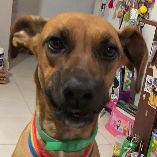 Criminalmanko1's tweet image. Elena y millones de personas pedimos que #LiberenACocoYa