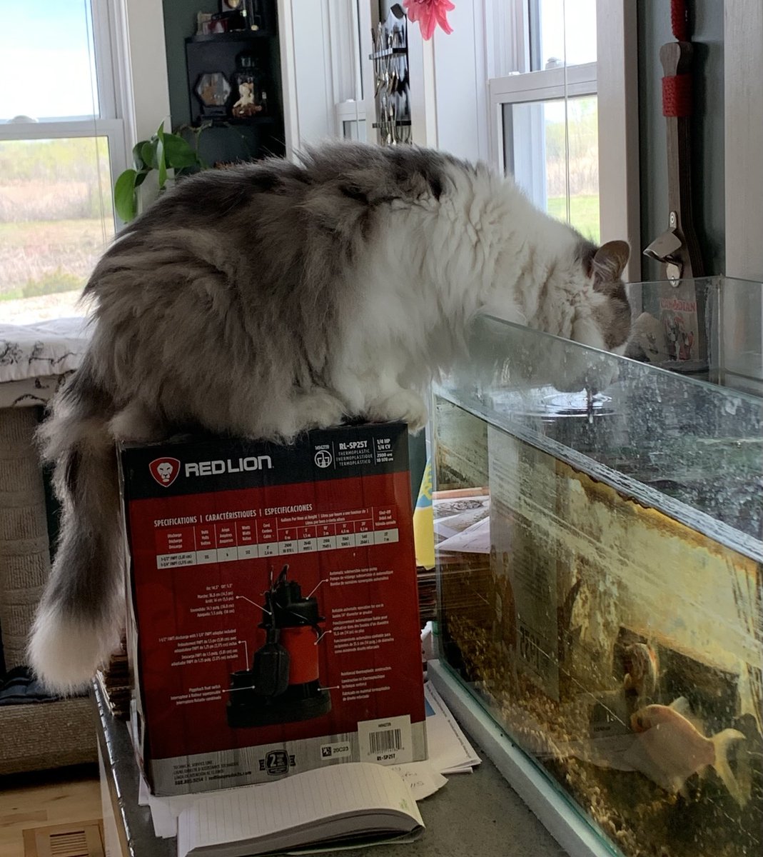 ChloeandBlueCa1's tweet photo. Thanks for the new stool momβ¦ I can now reach the refreshing fish water! π π πββ¬πββ¬ #fluffyfursday #flooftastic #catsoftwitter https://t.co/gWvra1EleN