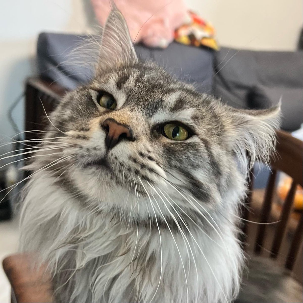 bobbiec1101's tweet photo. 分享一下我家新来的猫猫，叫角角��
この子の名前は「角ちゃん」 https://t.co/GP8uVistOK