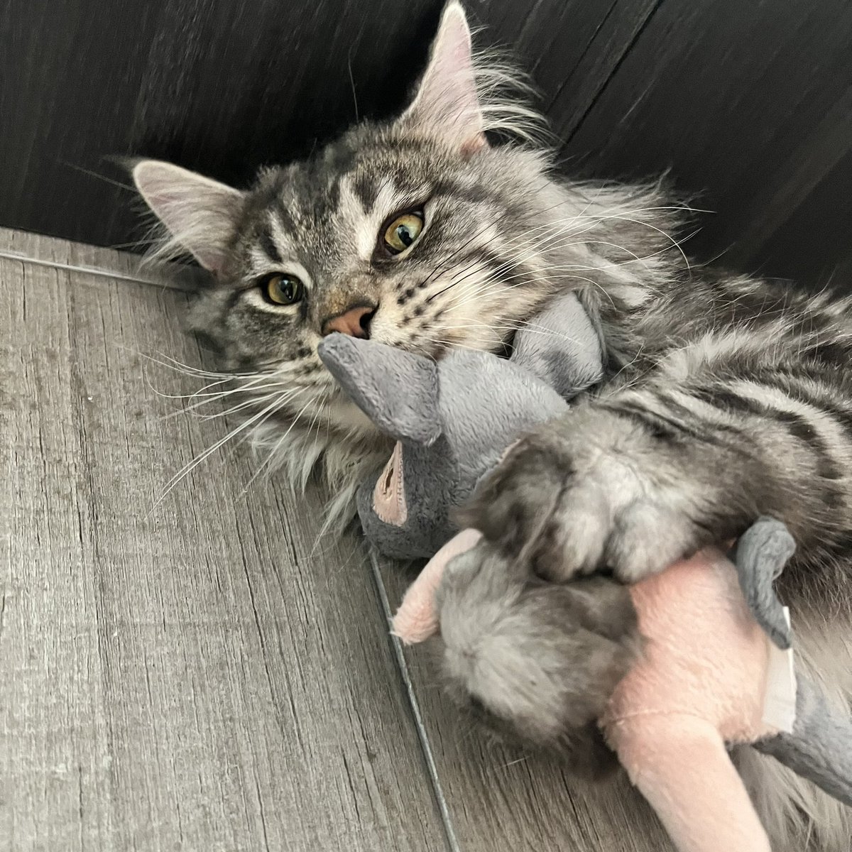 bobbiec1101's tweet photo. 分享一下我家新来的猫猫，叫角角��
この子の名前は「角ちゃん」 https://t.co/GP8uVistOK
