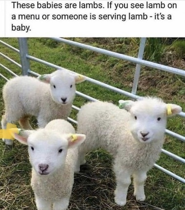 veganfuture's tweet photo. Don't eat babies. #GoVegan https://t.co/blTp5Ge5Y5