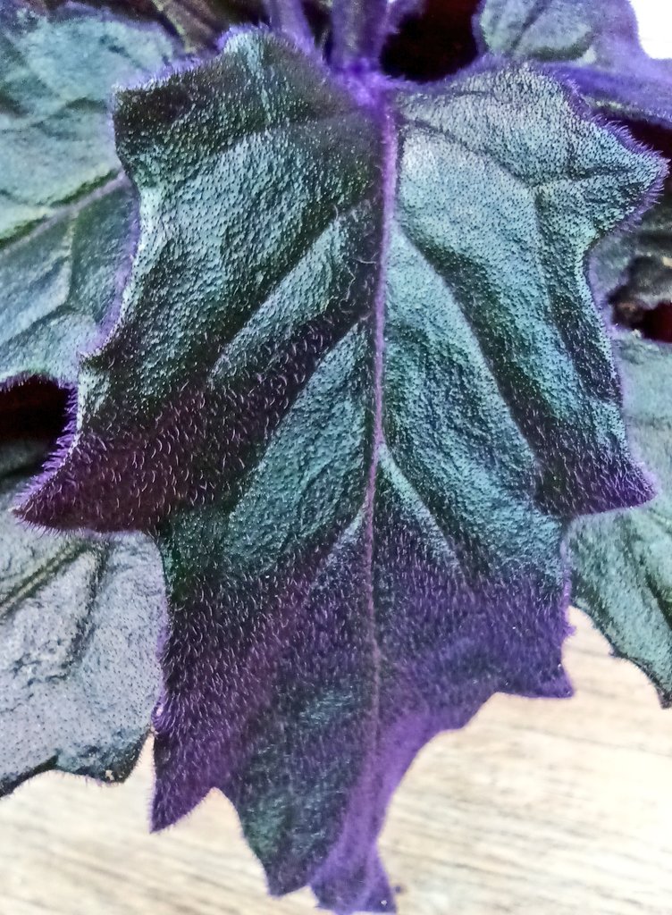 Alastair Culham tweet media