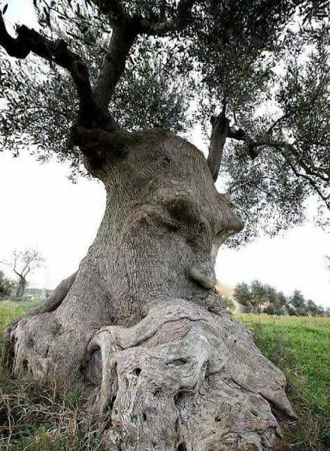 This 2,000-year-old olive tree in Puglia, Italy is called "The Thinking Tree" by locals.

Photo by Nicola Di Tinco