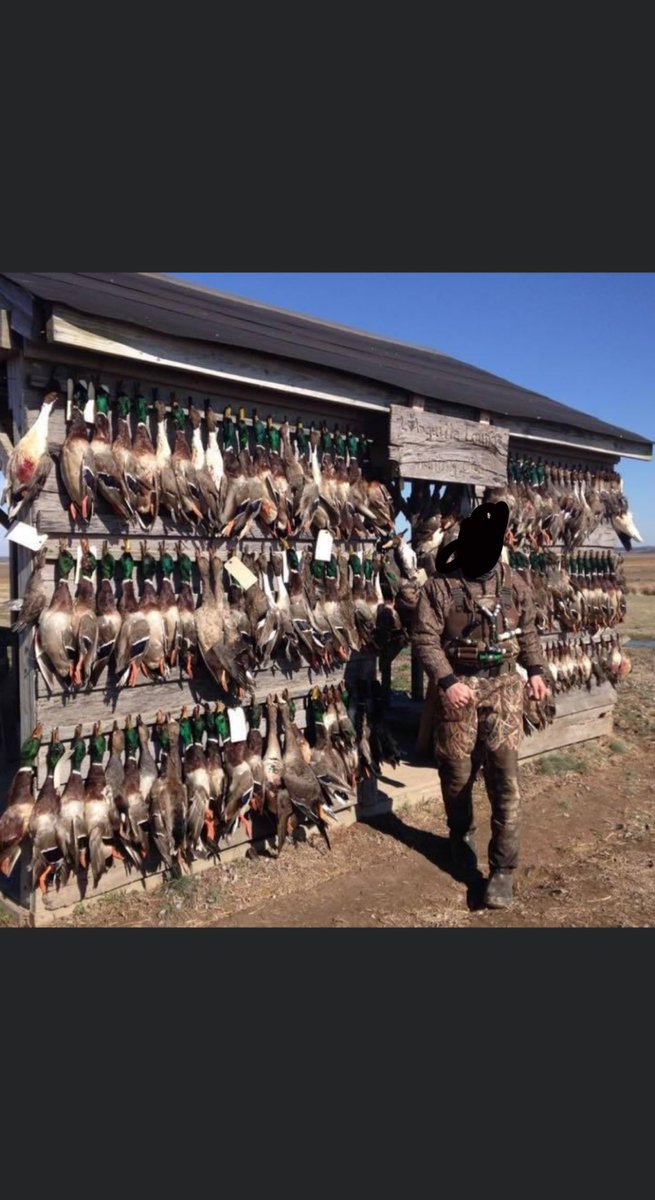 Maður að kvarta yfir lausagöngu katta á sumrin því þeir drepa fugla. 
Sami maður sem drepur fugla að gamni sínu: