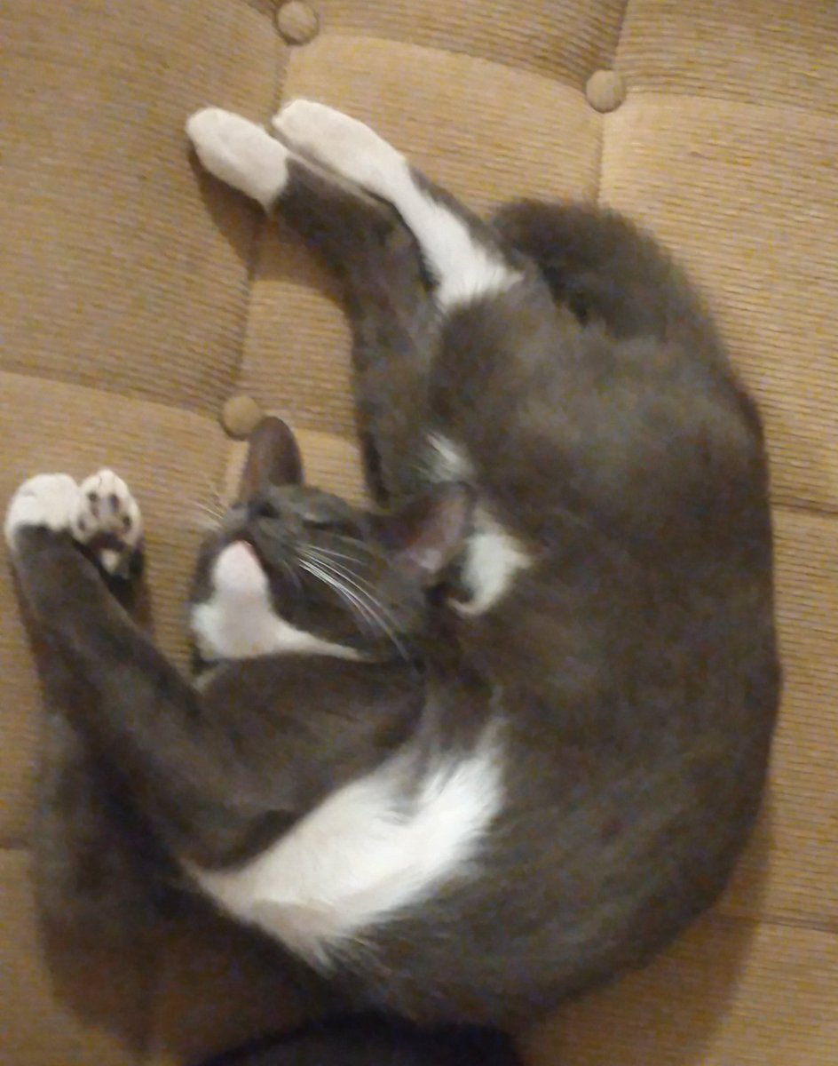 AryanAlexAnders's tweet photo. Cat pretzel

#weirdcat #cat #CatsOfTwitter #catlife https://t.co/4nt7XavRyt