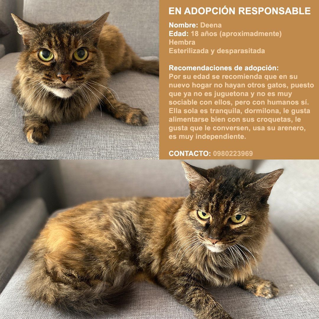 🟧Hola comunidad tuitera. Deena, esta hermosa gatita de la foto, perdió a su compañero de toda la vida, Iván Lasso, hace ya casi 8 meses. Después de todo este proceso de duelo, ella está mejor de ánimo, de salud y está buscando un adoptante que le dé mucho cariño y que la cuide.
