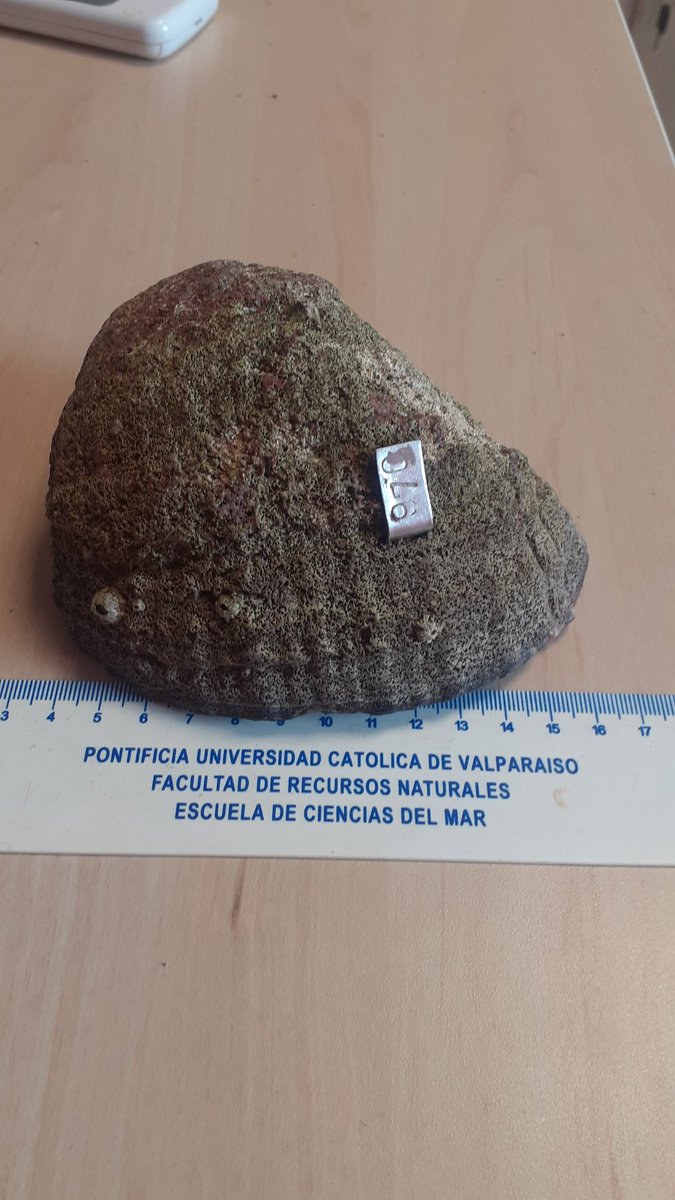 Despues de 4 años de ser marcado en AMERB Los Molinos B, Region Los Rios. Loco de 125 mm. Crecimiento; 12 mm largo, 40 mm alto y 159 g peso. Recuperado gracias a <a href="/BITECMA/">Bitecma Ltda.</a>  y al Sr. Claudio Barrientos. <a href="/SubpescaCL/">Subpesca 🐟🇨🇱</a> <a href="/CienciasMarPUCV/">Ciencias del Mar</a>