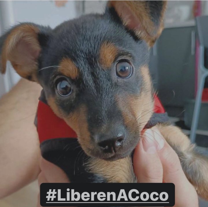 Gerar_Ayerbe78's tweet image. #LiberenACocoYa