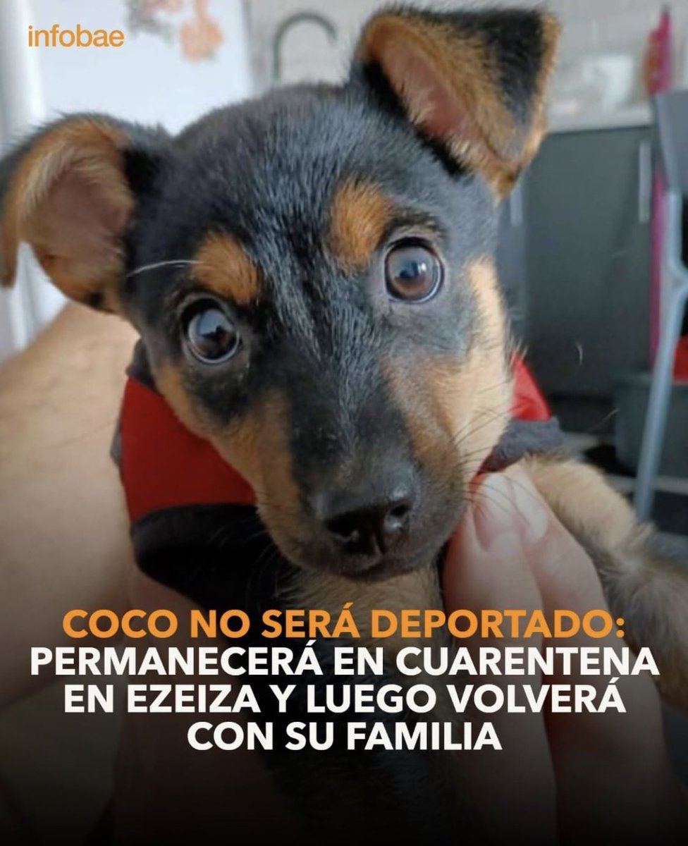 madorni's tweet photo. Adorni - Coco 2023 https://t.co/B6tOcUhZup