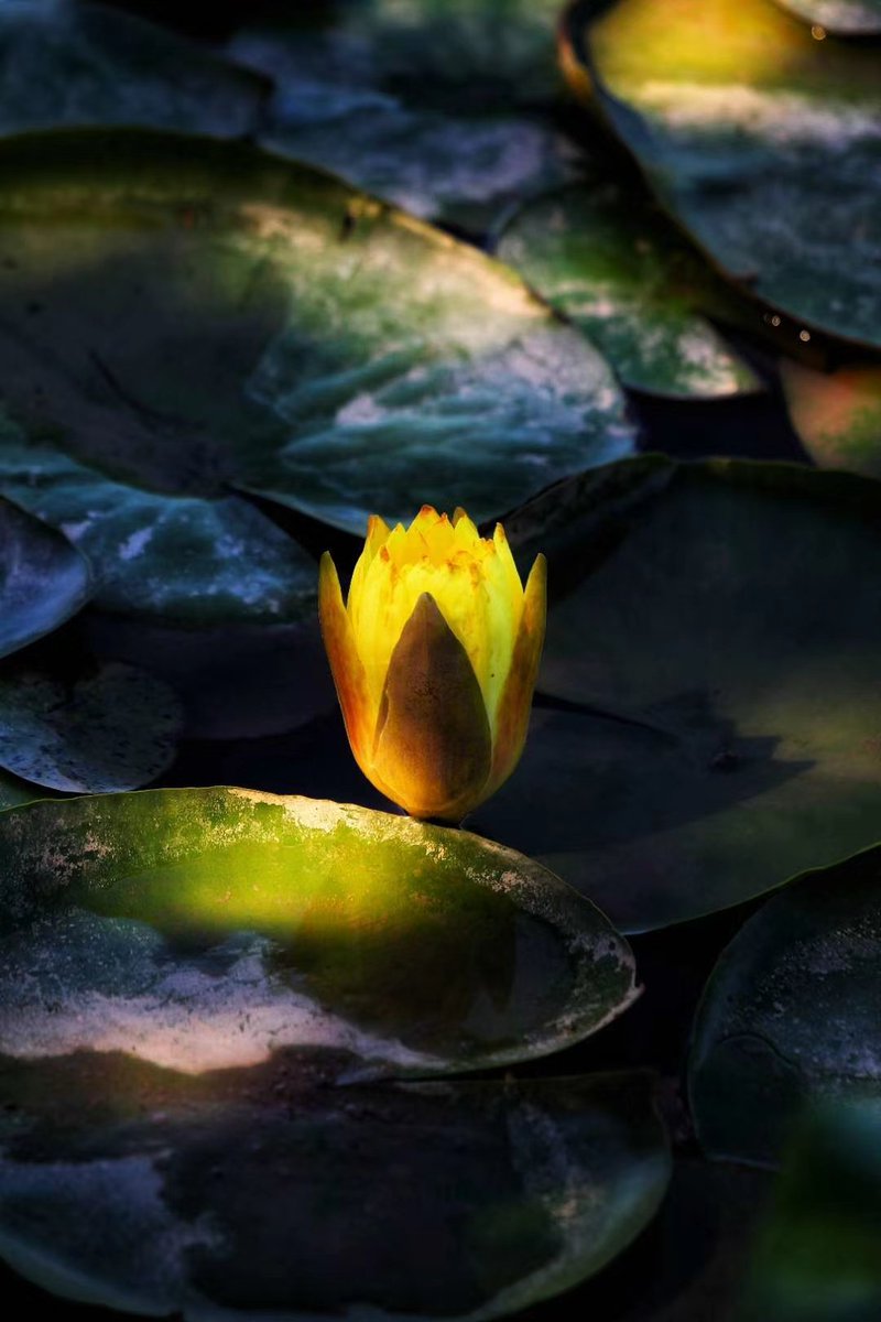 It's so beautiful.#nature #Flowers #lotus #environmental #beautiful 