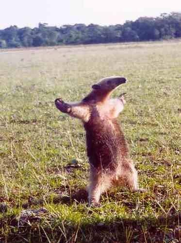 'come at me bro'