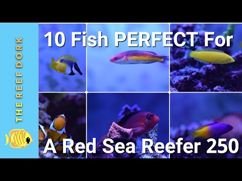 MarineFarmUK's tweet image. EASY, Reef-Safe, Peaceful Fish For A Red Sea Reefer 250 #beginnerfish #beginnersaltwaterfish #bestbeginnersaltwaterfish #easysaltwaterfish #redseareefer #redseareefer170 #redseareefer250 #redseareefer350
tinyurl.com/2p3tu35v