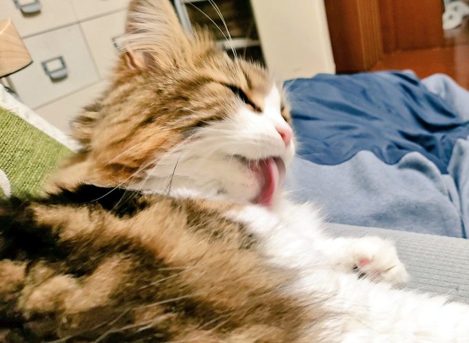 ベローン顔がビャーってなってるのかわいいいですねぇ 