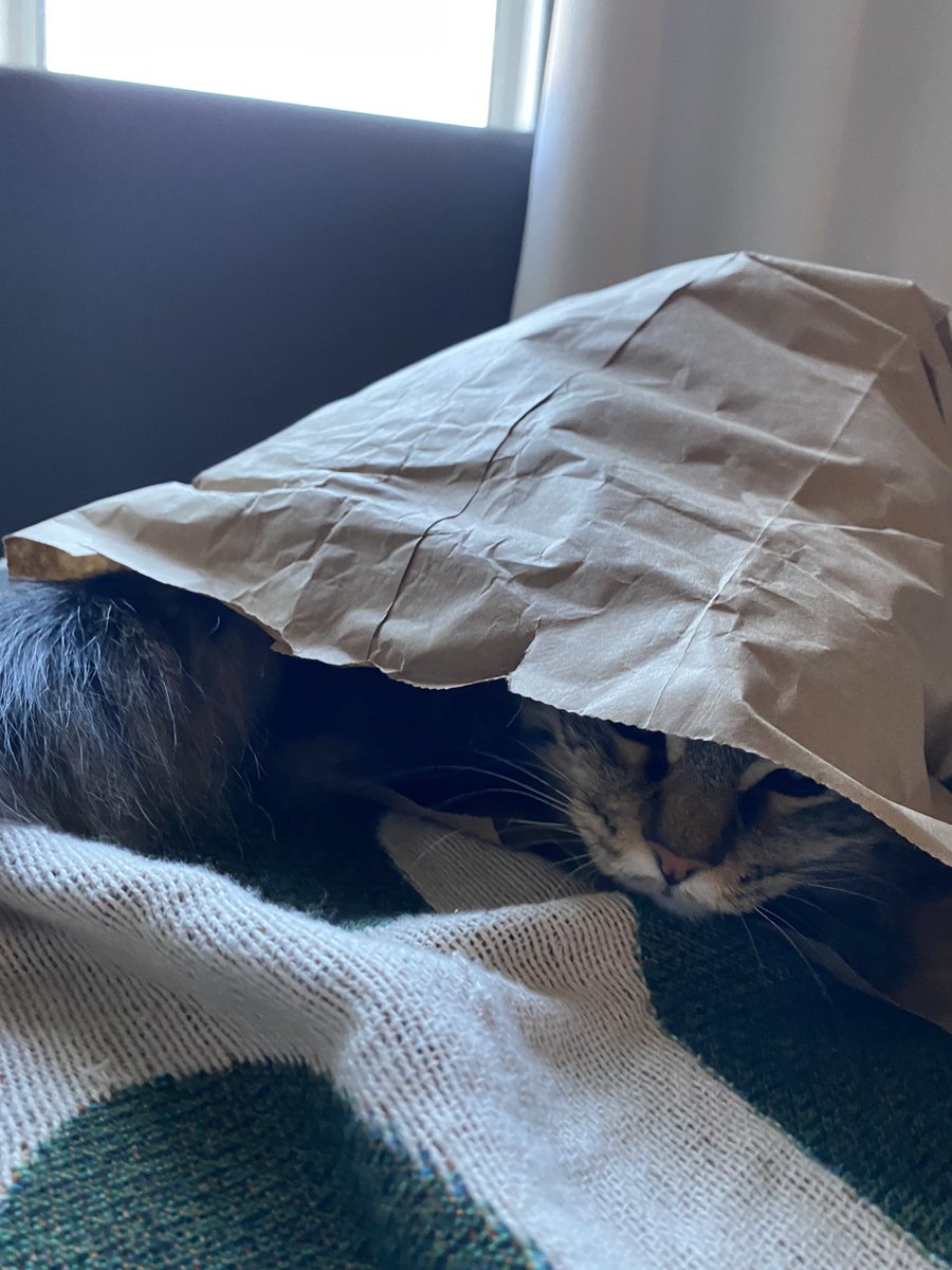 mayasonfiyaaa's tweet photo. Cat’s in the bag https://t.co/TYiLvroKmx