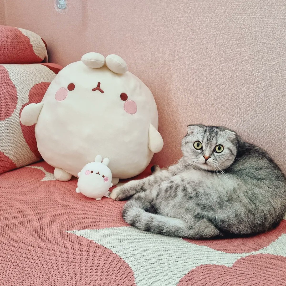 molang2010's tweet photo. 찌그러진 나의 애착 몰랑이랑 신상샘플 애기몰랑이랑 우리 첫째 고양이 🌸🤗

(애기몰랑이는 7월말쯤 입고예정! 코로나때문에 생산과 입고가 정말 느려졌네용ㅠㅠ) https://t.co/q43FxsnXS5