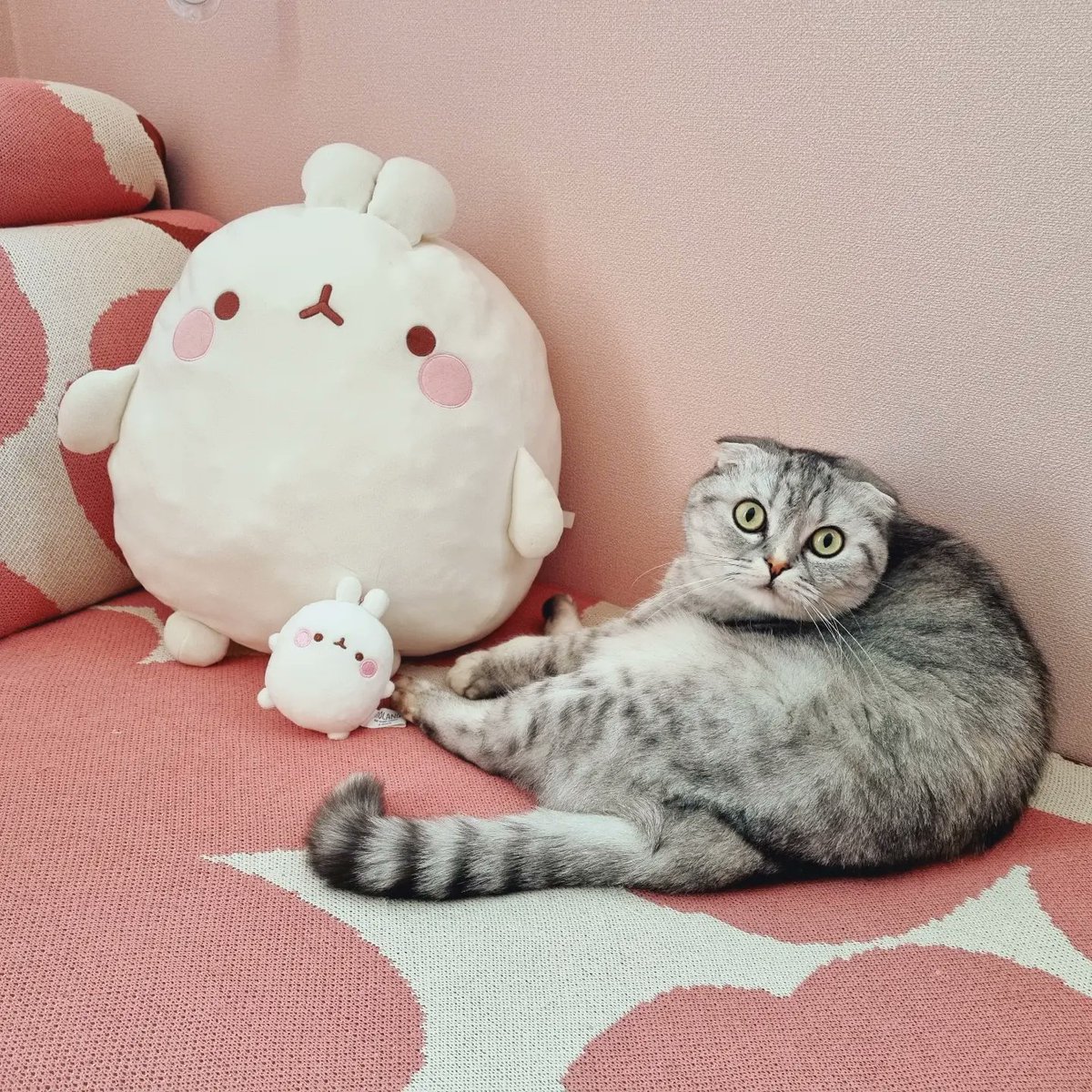 molang2010's tweet photo. 찌그러진 나의 애착 몰랑이랑 신상샘플 애기몰랑이랑 우리 첫째 고양이 🌸🤗

(애기몰랑이는 7월말쯤 입고예정! 코로나때문에 생산과 입고가 정말 느려졌네용ㅠㅠ) https://t.co/q43FxsnXS5