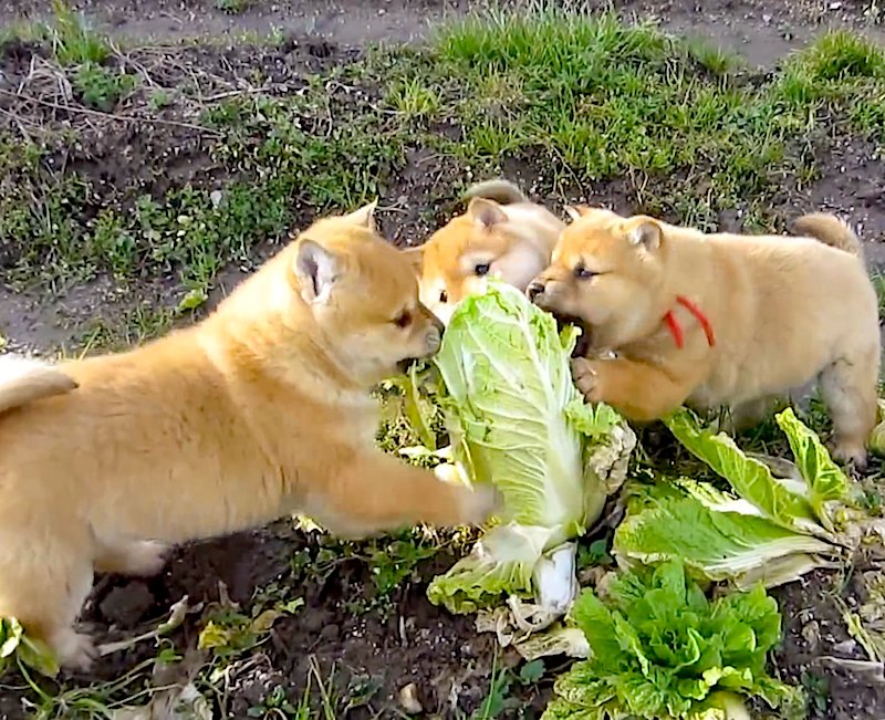 Club Shiba 🦴 tweet media