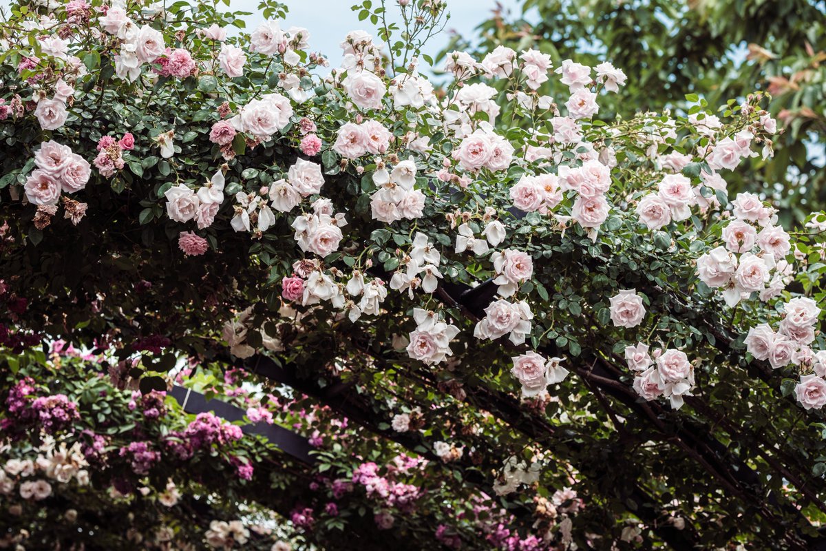 Rainbow bridge of roses.