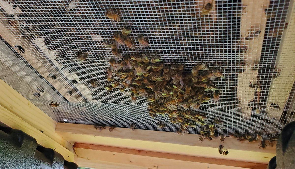 TheRandomSome1's tweet photo. More bee #festooning. This is how they produce wax but why not do this inside the hive ... ventilation issue? #honeybees #beekeeping https://t.co/QaH3dFUeuH