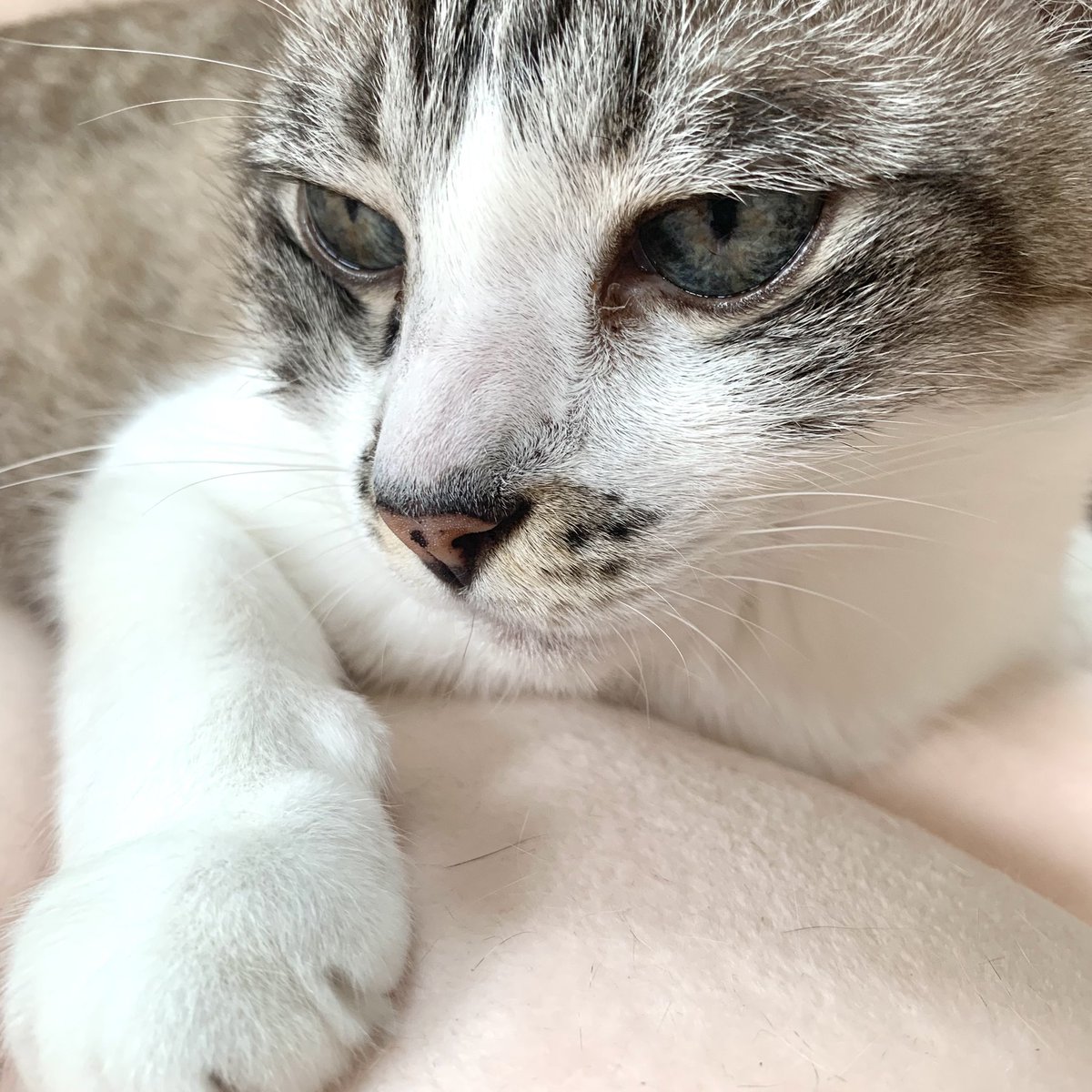 caketheking's tweet photo. Bleahzzzz good morning. Not in a good moodz becoz the hoomanz did not let me eatz @lemonthekisser leftovers againz πΎ
#CatsOfTwitter
#catsofbooksactually https://t.co/4QVYSc0CUb