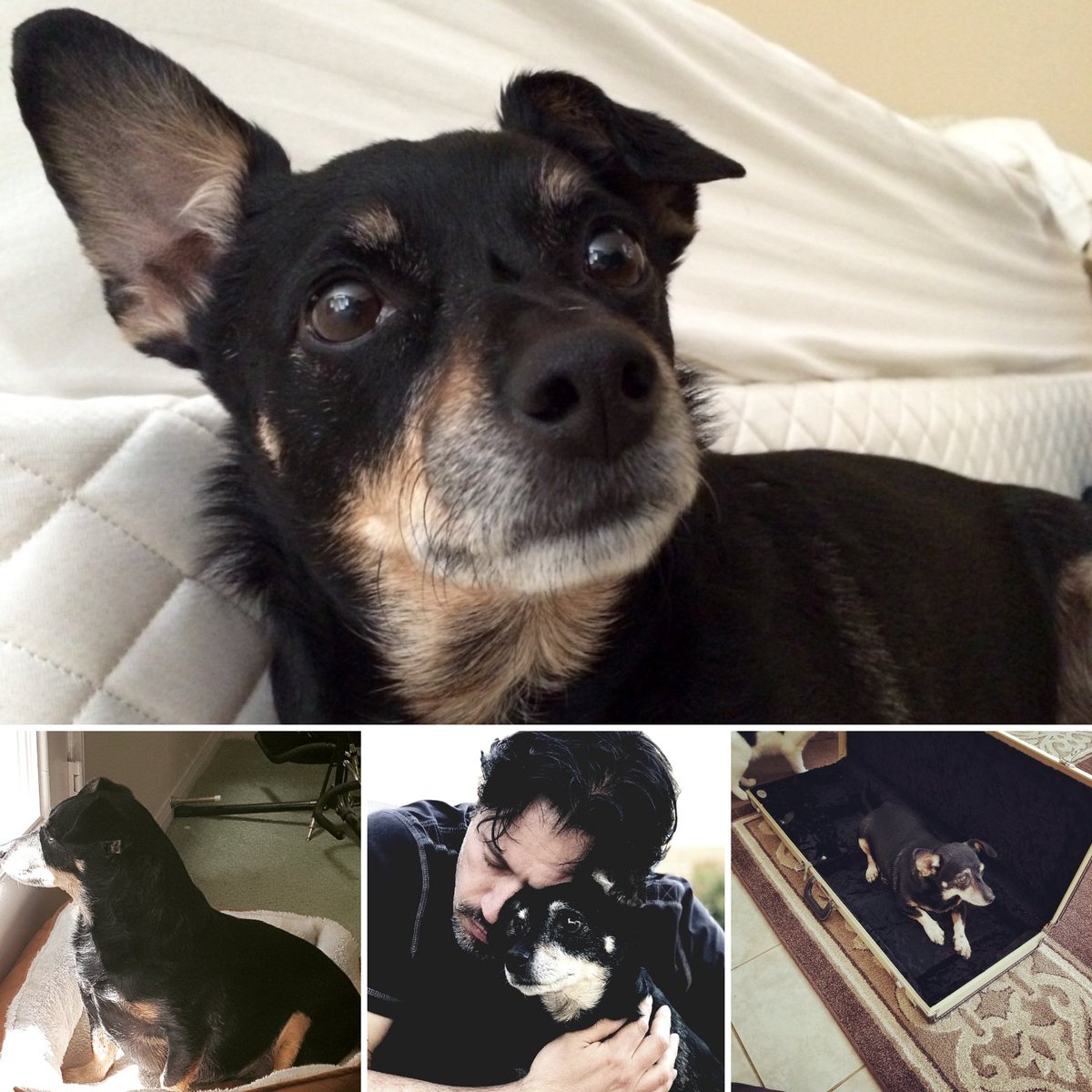 KennyShipman's tweet photo. @ToddLaTorre Cherish every moment, every breathing second.  My wife and I said goodbye to our baby Milo and have been crushed ever since. https://t.co/bzMrcTd8XL
