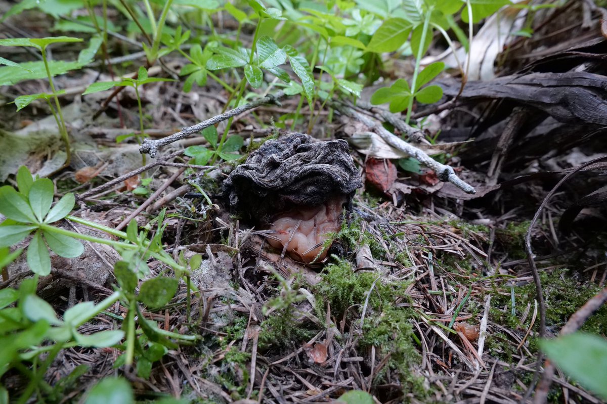 Cervo_SR's tweet photo. デカシャグ老菌
#シャグマアミガサタケ #毒キノコ #猛毒 #poisonmushrooms #mushrooms #きのこ #北海道 #gyromitra #falsemorel https://t.co/LQr5KAWuP5