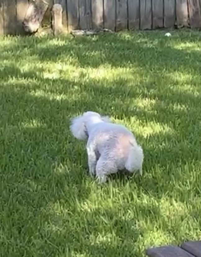 shooshiMooshi's tweet photo. My dog took a shit today https://t.co/B6ylld2Gmx