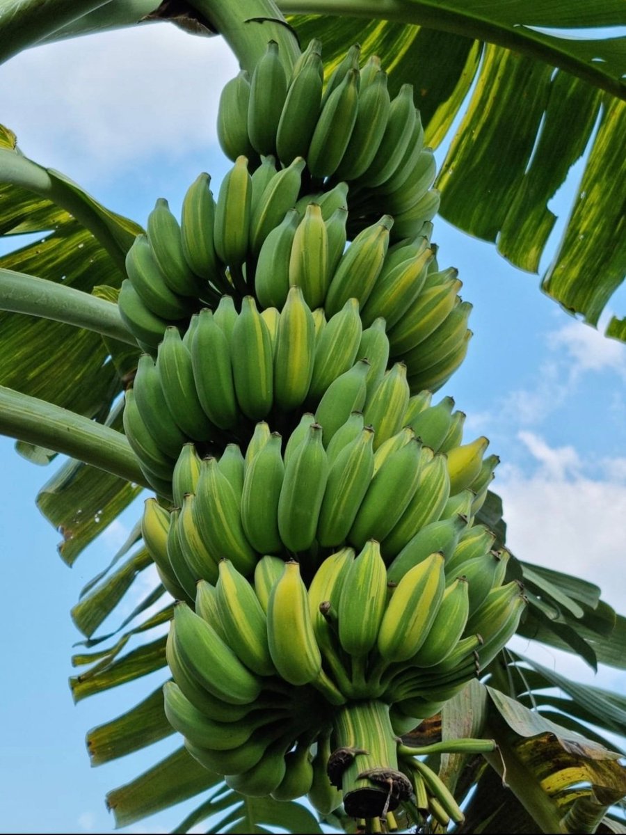 dctripz's tweet photo. @thelittlesnft @CyberKongz @onetreeplanted Home grown #bluejavabanana aka (ice cream banana) https://t.co/C5oVwrDWs0