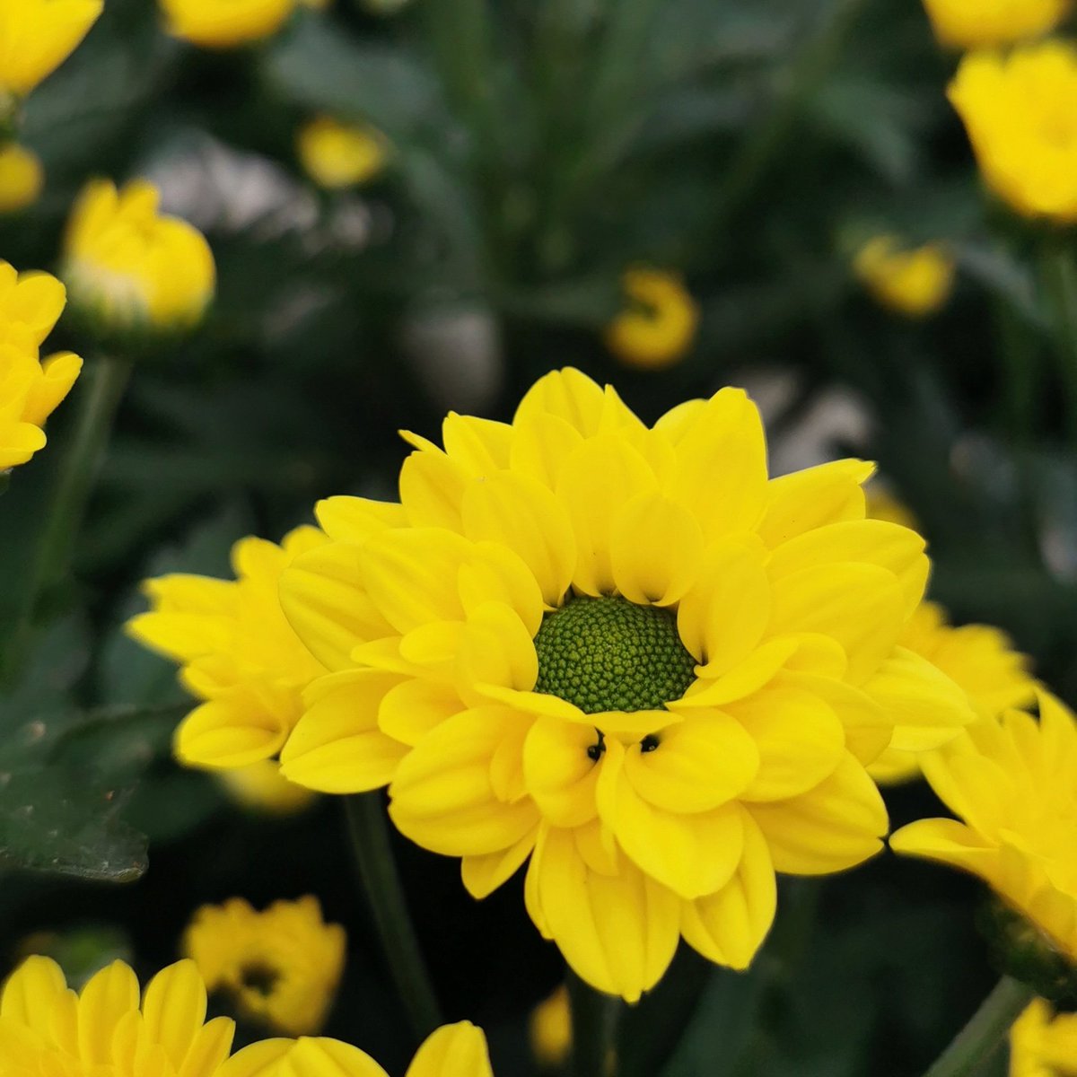 This is our new  yellow flower Skippy which will replace Aviso, it will be available from next week in the auction of Aalsmeer Naaldwijk and Rijnsburg. 
Much more intense color, a yellow that will surely illuminate your bouquets of flowers.
<a href="/Dekker_Chrysant/">Dekker Chrysanten BV</a>
#santiniskippy #yellow