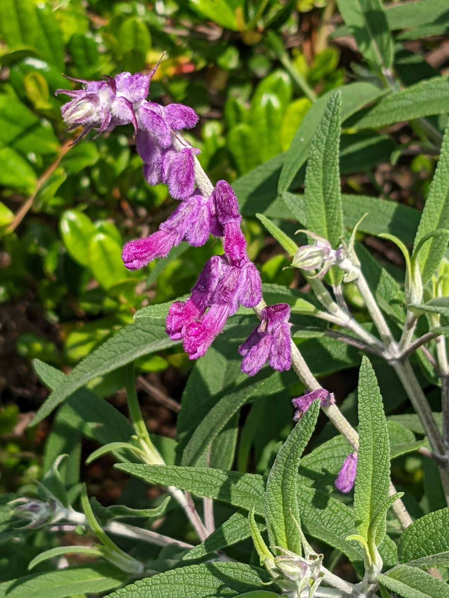 Takotako アメジストセージ メキシカンセージ サルビア レウカンサとも呼ばれます オペラピンクのビロードのような質感の萼から白い花が咲きます 早く見たい アメジストセージ Tlを花でいっぱいにしよう T Co Zbohtetwlx Twitter