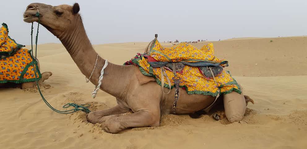 estrellaindia1's tweet photo. camellos de india https://t.co/2Ea4p1e8ny