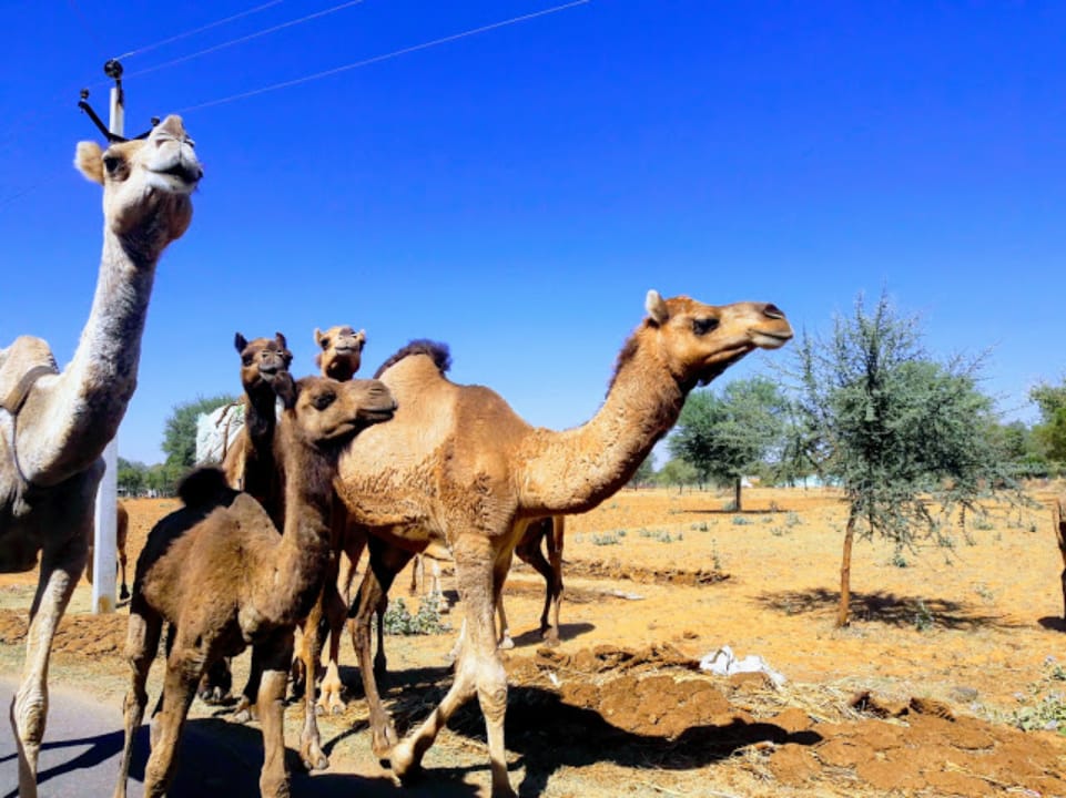 estrellaindia1's tweet photo. camellos de india https://t.co/2Ea4p1e8ny