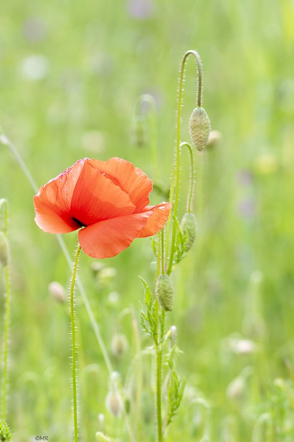 Marionreiber's tweet photo. Klaprozentijd ❤️ @MRTfotografie @Bloeiers @Natuurmonument @NatuurfotoNL @hortusharen @LisetteOpTexel ❤️ genieten https://t.co/Jp0l5Mz6yv
