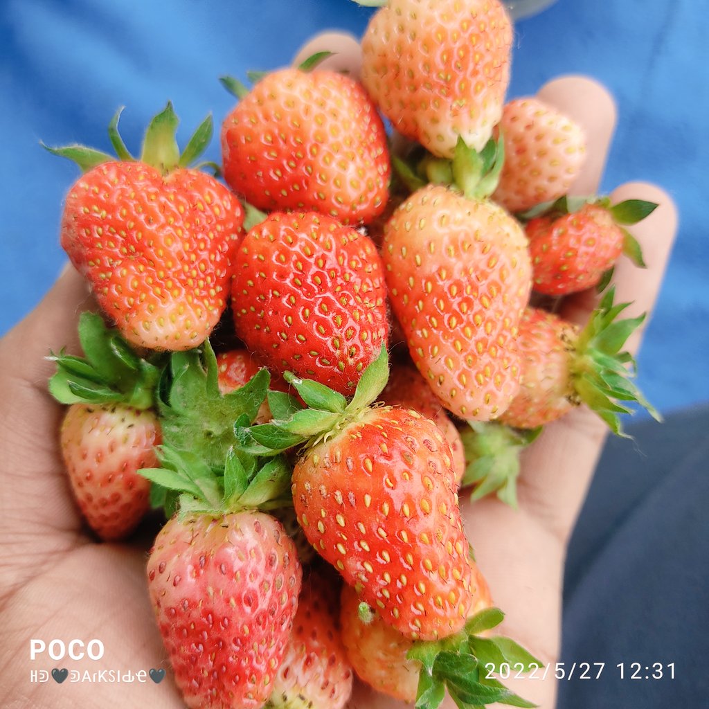 Keep calm🙃 n eat #strawberry.😋
#ShotOnPoco
#ClickedByMe😜