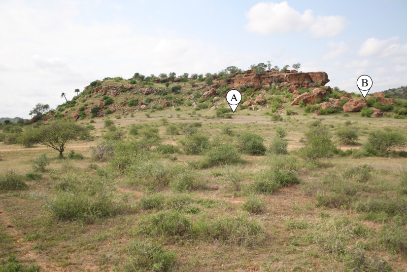 project_harp's tweet photo. #newresearch 📢 @Tim4sman with his co-authors Trent Seiler, @AntoineRossouw and Ceri Ashley published their findings on a site called Euphorbia Kop where evidence suggests #huntergatherers lived in a #agropastoralist homestead. Read their research here ➡️ https://t.co/utifsDPWQx https://t.co/DGgxIZnCKA