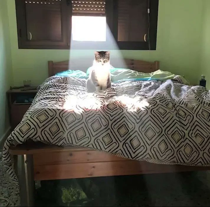 TranslatedCats's tweet photo. Acknowledge... Mr. Cat. https://t.co/JRMha5BVBS