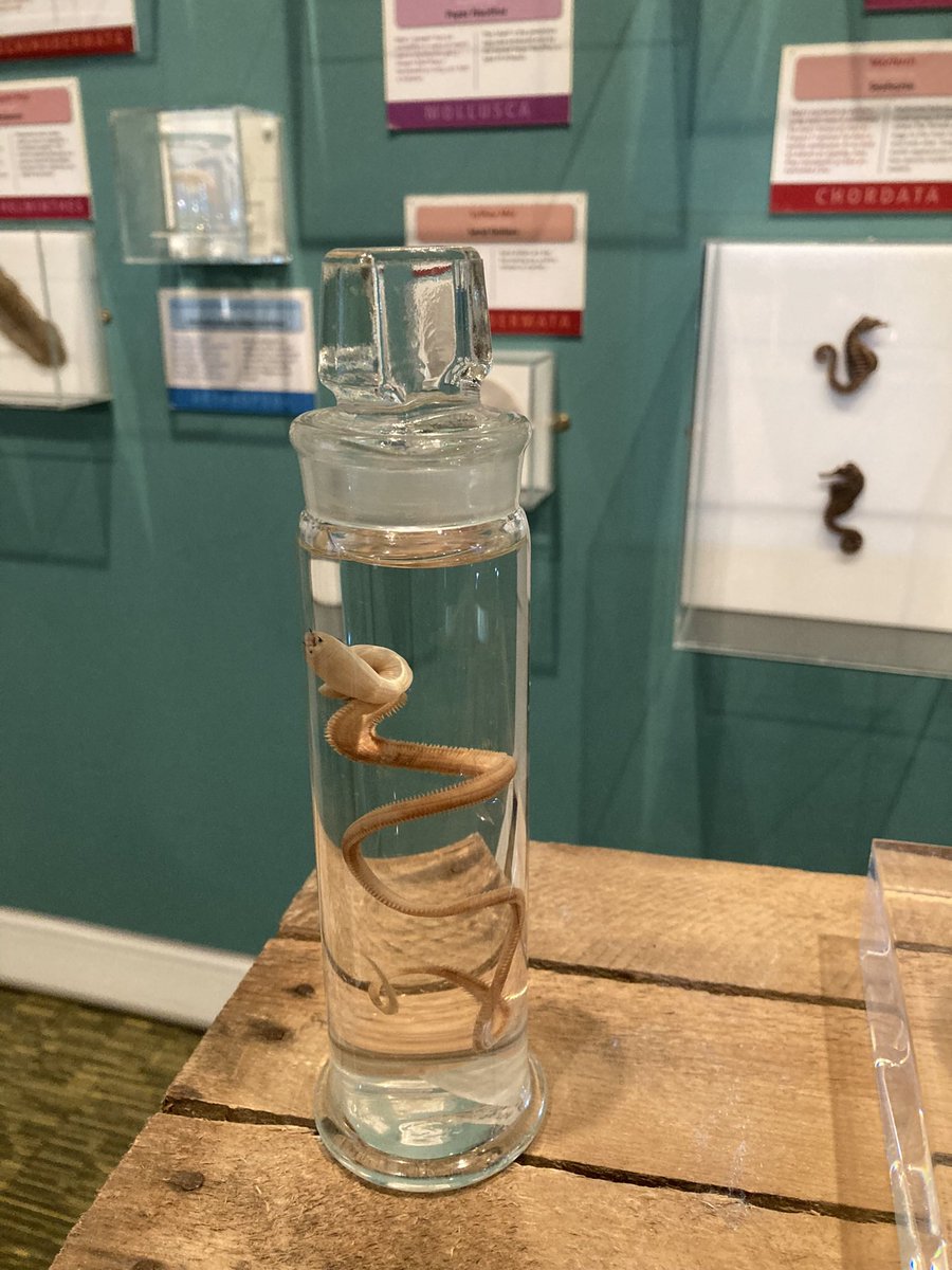 CardiffCurator's tweet photo. What an amazing night last night for the launch of #WP57 @Museum_Cardiff followed by the Hwyrnos/lates event. It was such a fun packet evening and we were so busy showing people specimens from the collections, we forgot to take lots of photos! https://t.co/xG6WNjIVDu