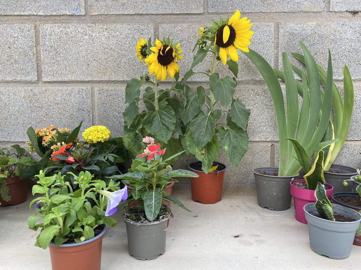 Escola Entença tweet media