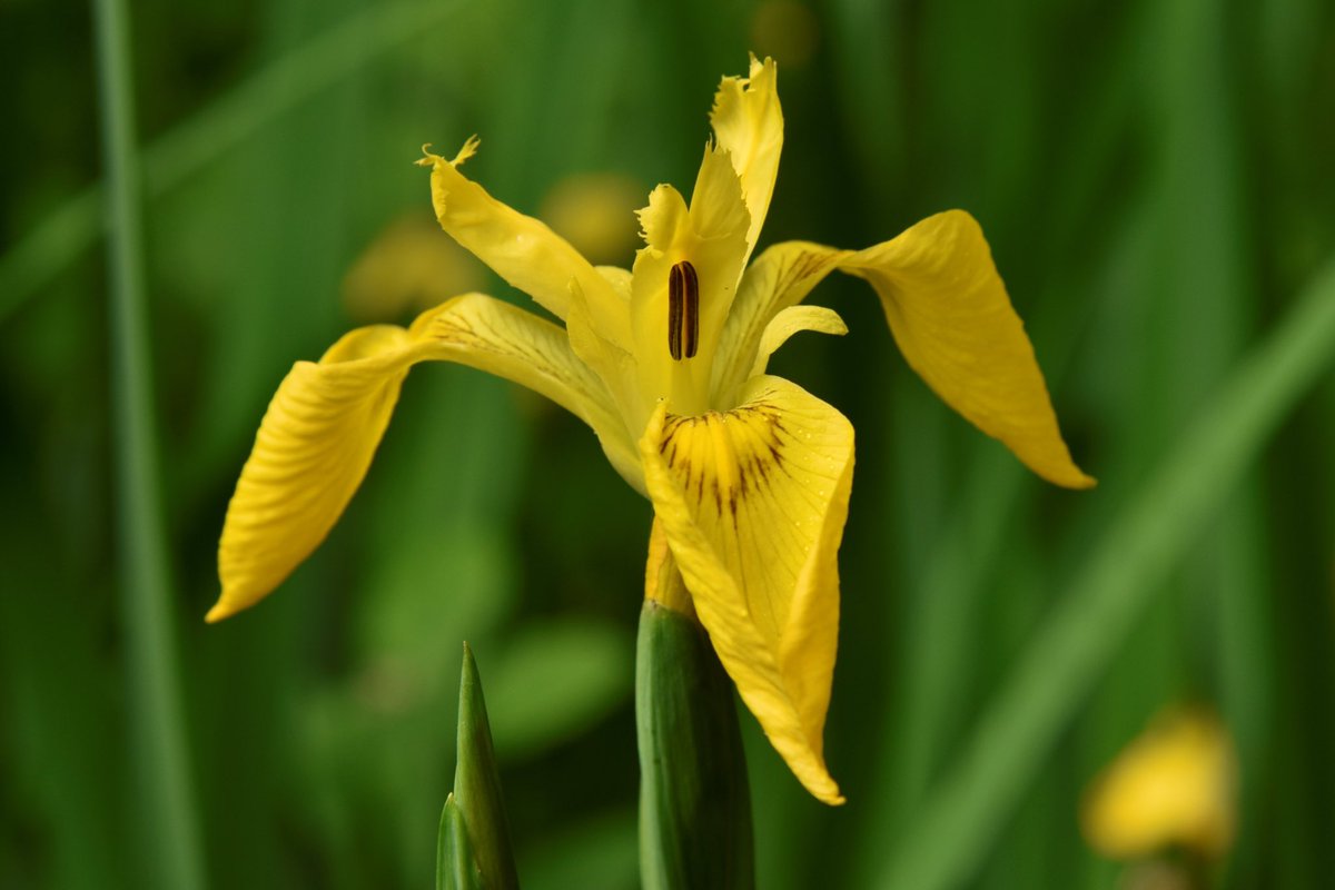 MatthewCPhotos's tweet photo. Yellow Iris on our walk today #YellowIris #DailyWalk #NaturePhotography #IrisPhotography #IrisPseudacorus #YellowFlag #WaterFlag https://t.co/peJqtbX1N9