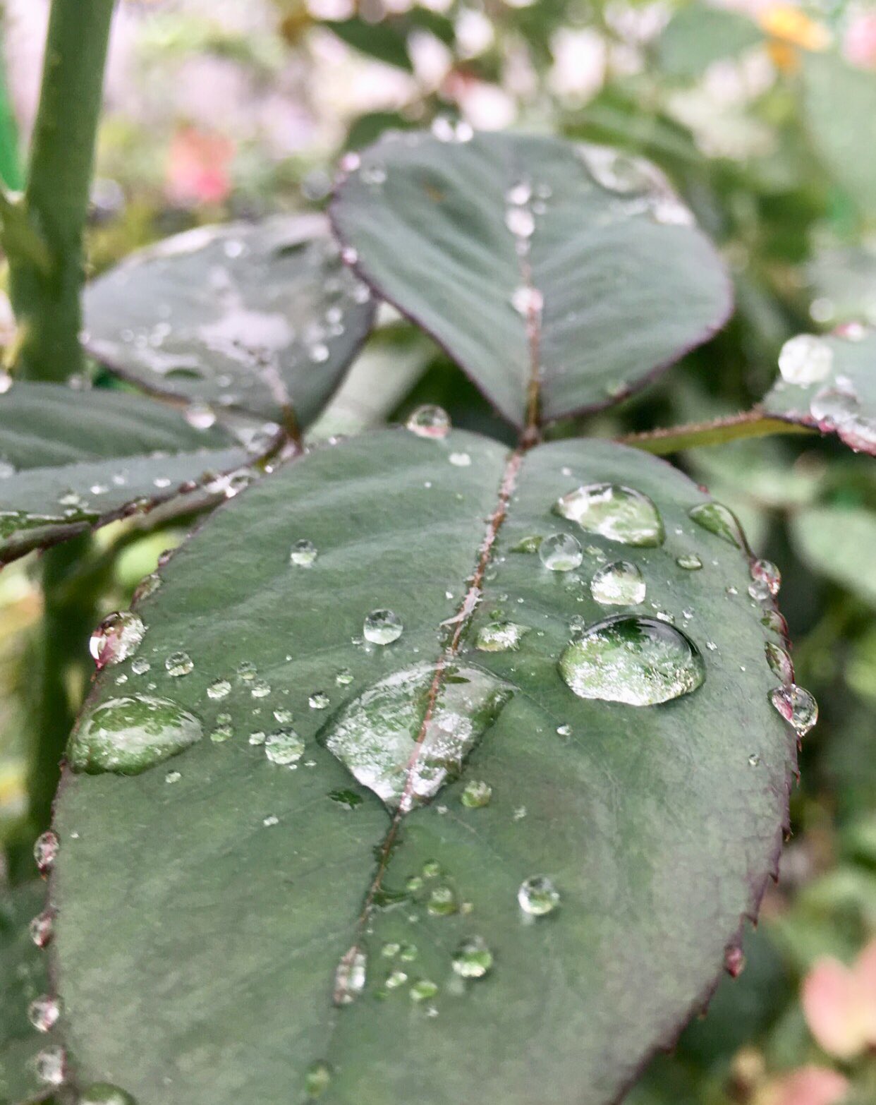 梅雨空 Twitter Search Twitter