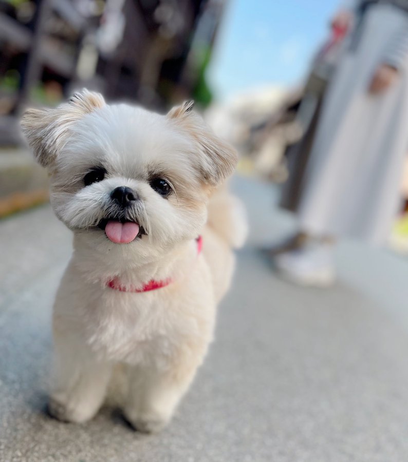今日もか 連日のプール遊びに疲れ果てたおじいちゃんみたいになっちゃった犬が話題に Trill トリル