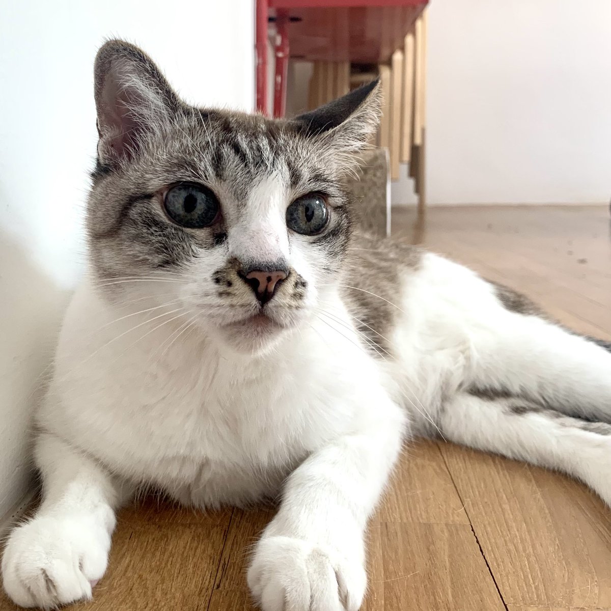 caketheking's tweet photo. The 1st picture is purrfectzz. The 2nd is a dudzz becoz @lemonthekisser iz being a busybodyz photobomberz
#CatsOfTwitter #catsofbooksactually https://t.co/2liVYQ0AFb