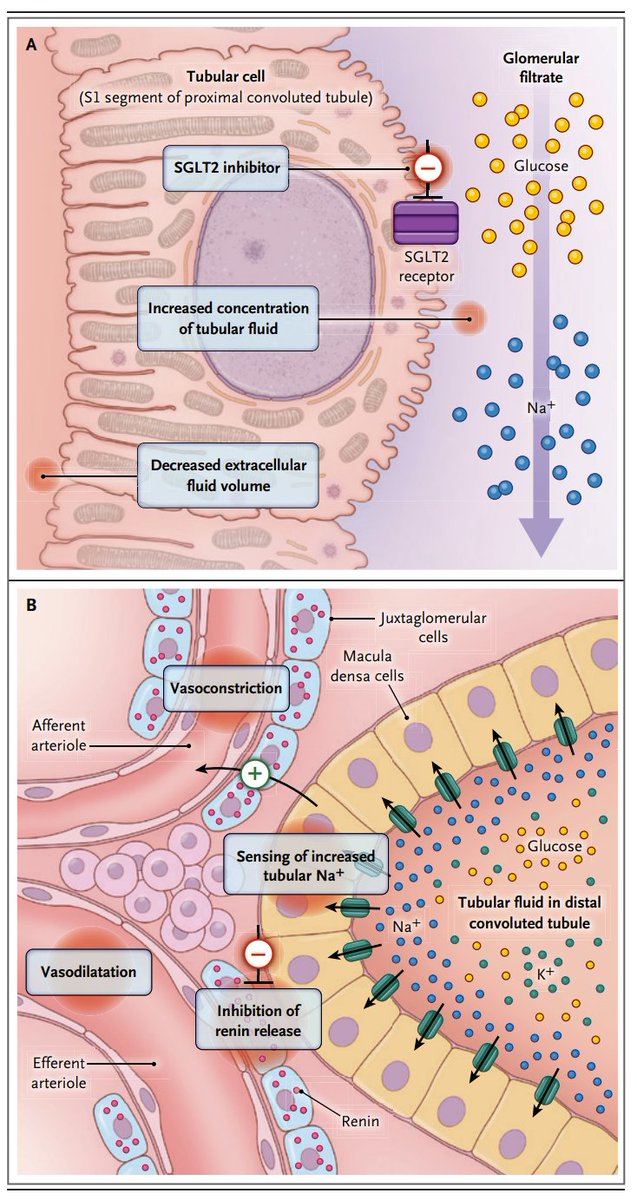 edgarvlermamd's tweet photo. SGLT2 inhibitors in CVD ca. 2022 from @NEJM #Nephpearls #Cardiorenal

https://t.co/Y6xGd4wNgo https://t.co/Ppn4ABr8rW