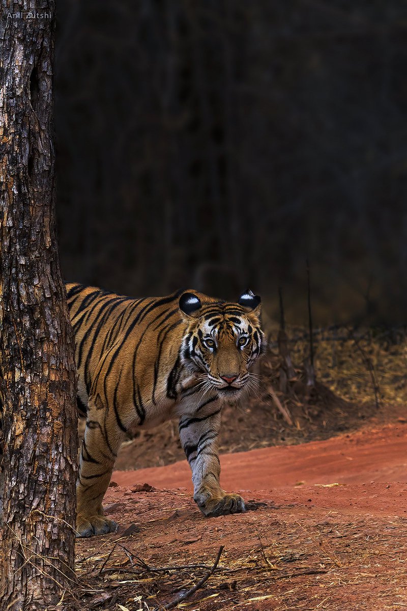 Persistent deer Alarm calls and  30mins of hide and seek, this sub adult came out and came out well. #Tigers #Nikon #PhotoHour #TwitterNatureCommunity #Indiaves #YourLens #Throughyourlens