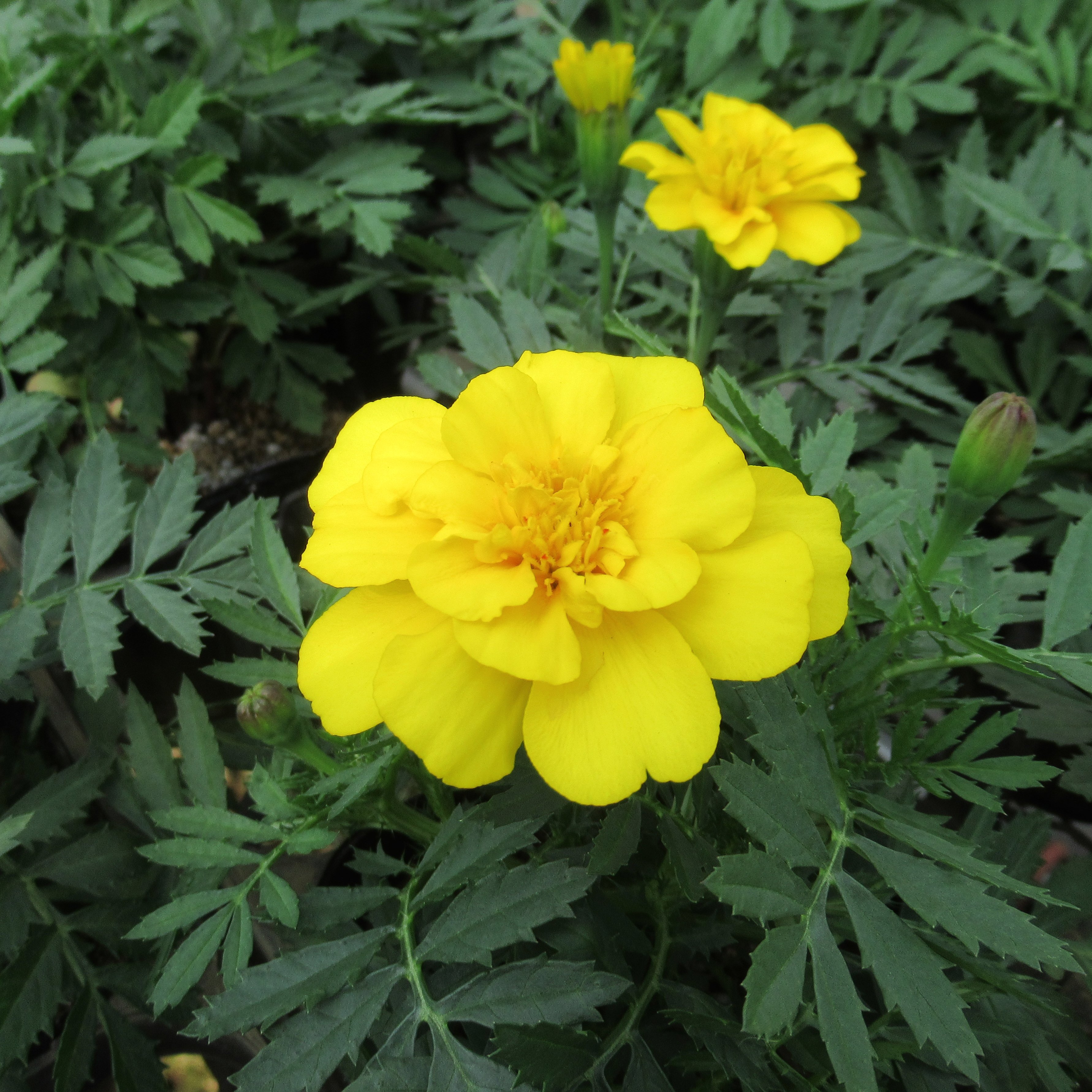 Green House Koyama マリーゴールド フレンチマリーゴールド イエロー Greenhousekoyama グリーンハウス小山 花だん苗 小平市 東京 マリーゴールドフレンチマリーゴールドイエロー マリーゴールドフレンチマリーゴールド マリーゴールド フレンチ