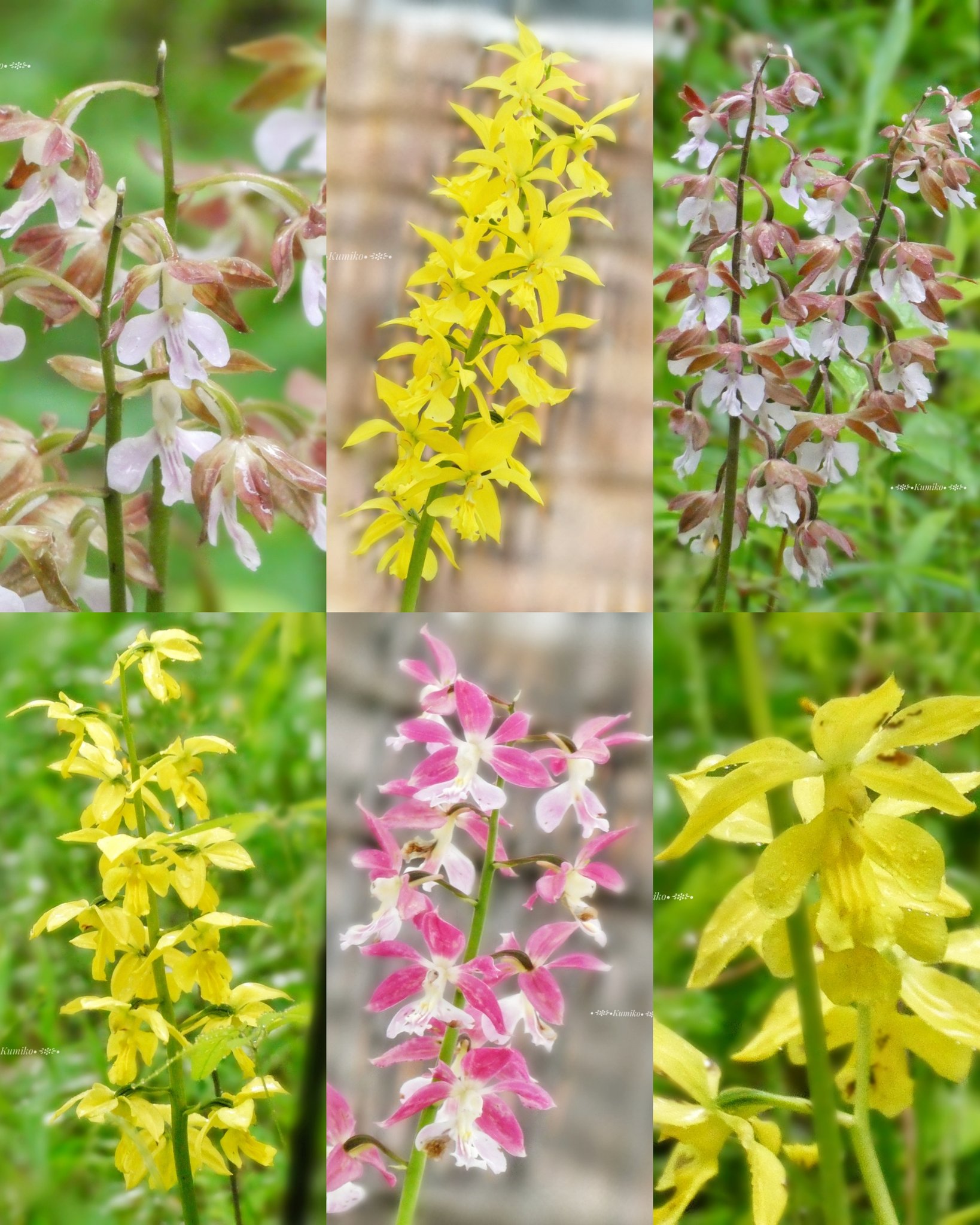 ジエビネ Twitter Search Twitter