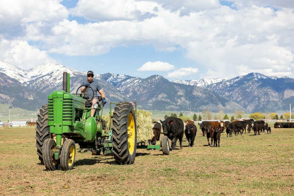 kylew01's tweet photo. Feeding beef cattle with the Model A. #JohnDeereModelA #beefcows @johndeere https://t.co/6NWYkxXlXl https://t.co/UgrplsDLJN