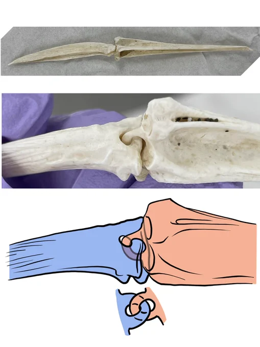 この骨、ご存知の方おられますか?魚類の担鰭骨かと思ったんですが。関節が完全な鎖状。 